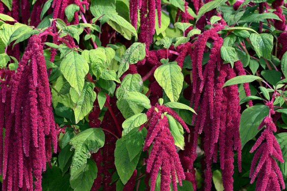 Amaranthus caudatus. Letter A Blogging From A to Z April (2015) Challenge | My Green Nook