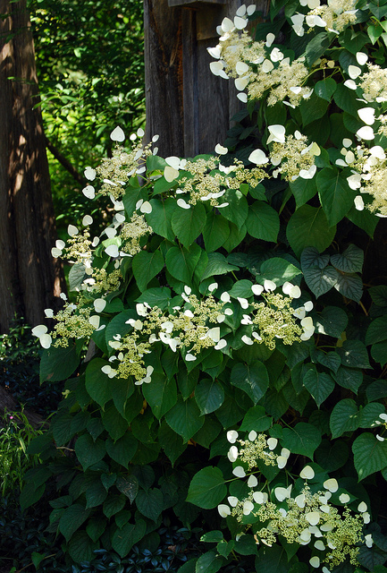H as in Hydrangea. Blogging from A to Z April (2015) Challenge | My Green Nook