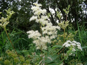 F as in Filipendula. Blogging from A to Z April (2015) Challenge | My Green Nook