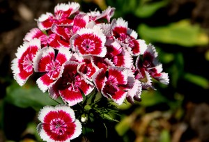 D as in Dianthus. Blogging from A to Z April (2015) Challenge | My Green Nook