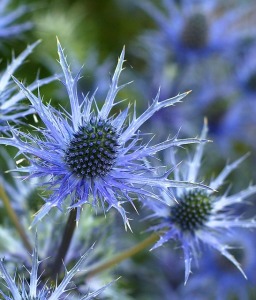 E as in Eryngium. Blogging from A to Z April (2015) Challenge | My Green Nook